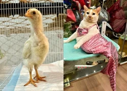 Con gà 'thù dai', 'thái độ' sống chung với mèo tại quán cà phê TP.HCM