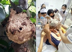 Cụ ông ở tỉnh Đồng Tháp bị đàn ong đốt đã tử vong