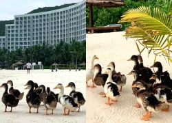 Đàn vịt 'lạc trôi' theo lũ dữ đến resort 5 sao ở Nha Trang giờ ra sao?
