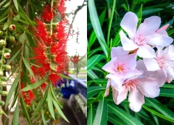 Đặt 3 loại cây lá mềm trước cửa là "mời xui vào nhà", càng để lâu càng hao tài