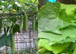 Đừng chỉ ăn quả, lá loại cây này quý như 'nhân sâm người nghèo', ở quê mọc đầy bờ rào