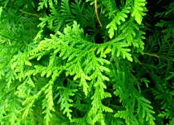 7 bài thuốc ngăn ngừa rụng tóc từ lá trắc bách diệp