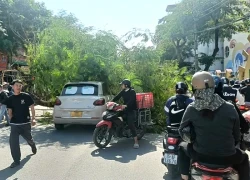 Hải Phòng: Cây phượng bật gốc, đè ngang ô tô đi đường