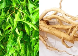 Lá và rễ đinh lăng có tác dụng gì?