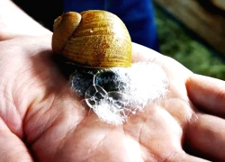 Làm giàu từ sản xuất mỹ phẩm bằng chất nhầy ốc sên