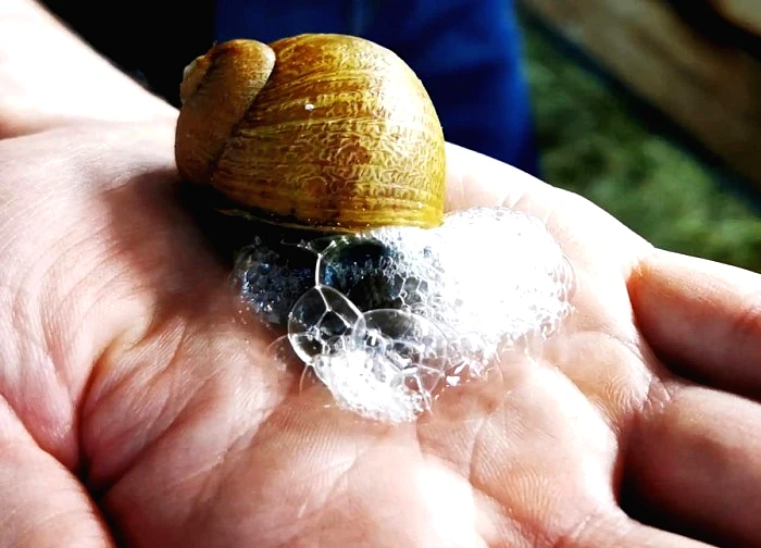 Làm giàu từ sản xuất mỹ phẩm bằng chất nhầy ốc sên