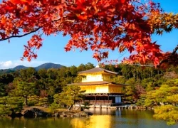 Nhật Bản - Hàn Quốc vào mùa lá đỏ rực rỡ, du khách Việt háo hức lên đường "săn thu"