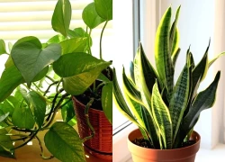 Ông bà dặn: "Nhà có cây mát, người có phúc dày" - Trồng 5 cây này quý nhân chắc chắn ghé thăm