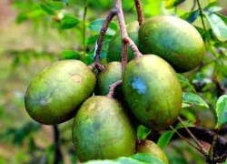 Quả cóc: Cách ăn đúng để tận dụng tối đa lợi ích sức khỏe