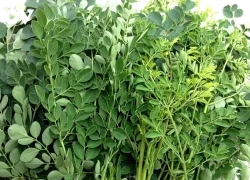 Thảo dược thế giới ví như 'vàng xanh', bổ ngang nhân sâm lại cực sẵn ở Việt Nam