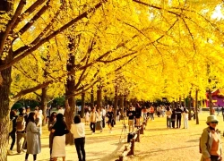 Tour Nhật, Hàn dịp cuối năm: Giá tăng nhẹ, khách vẫn đặt kín chỗ