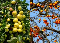 Trồng 5 cây trong nhà, gia chủ đắc tài đắc lộc, con cháu không lo nghèo khó