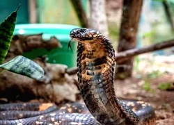 Trong 5 ngày, một bệnh viện tiếp nhận 20 người bị rắn độc cắn