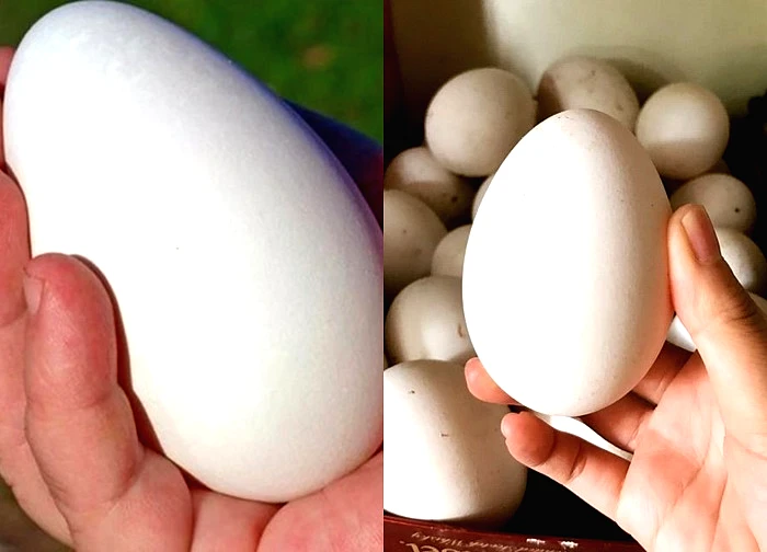 Trứng ngỗng kỵ gì và cách ăn an toàn