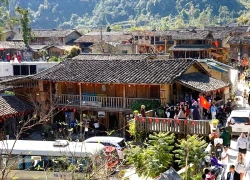 Vì sao cây hồng ở Hà Giang 'khổ nhất thế giới'?