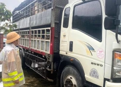 Bắt giữ 2 xe tải nghi chở lợn bệnh đi tiêu thụ