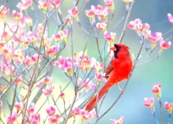 Tháng sinh Âm lịch của người làm việc tử tế, chính trực