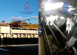 Các băng đảng sử dụng gia súc để buôn lậu ma túy vào châu Âu thế nào