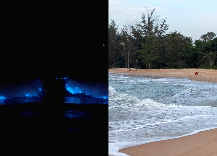 Cảnh biển 'phát sáng' hiếm thấy ở TP.HCM