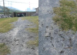 Cảnh tượng giun đất bất ngờ bò lên mặt đường rồi chết khô hàng loạt