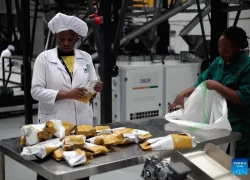 Chính sách thuế 0% của Trung Quốc tạo cú hích cho cà phê Uganda