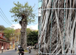 Chuyện về cây dầu hàng trăm tuổi đứng sừng sững giữa đường ở An Giang