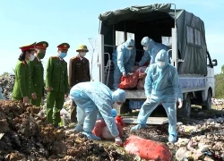 Mua hơn 5 tạ lợn nhiễm dịch tả châu Phi về giết mổ