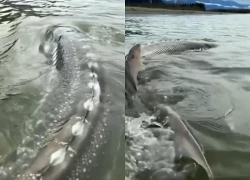 Người đàn ông câu được con cá khổng lồ nặng 270kg trên sông