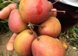 Nhiều loại quả ăn hằng ngày không khiến bạn tăng cân