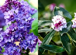 10 loại cây thơm nức mũi, trồng trước nhà dịp Tết thì miễn chê