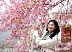 Lũng Cú: Mai anh đào nở rộ trước đồn biên phòng thu hút khách check-in