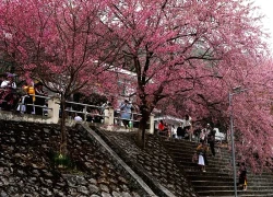 Mai anh đào nở rộ trước Đồn Biên phòng Lũng Cú, khách tấp nập chụp ảnh