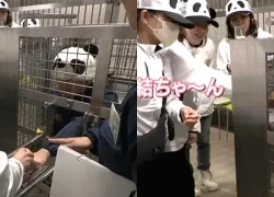 Nhân viên công viên Nhật Bản đóng giả gấu trúc 'níu kéo' khách du lịch