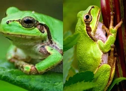 Phát hiện hợp chất chống ung thư đầy triển vọng từ vi khuẩn trong ếch cây Nhật Bản