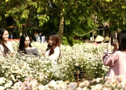 Bãi đá sông Hồng: Trải nghiệm mùa cúc họa mi tại Hà Nội