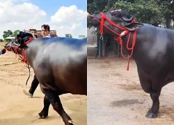 Con trâu được trả 8,7 tỷ đồng, người đàn ông vẫn từ chối bán