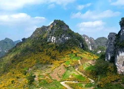Dã quỳ phủ vàng triền đồi ở Cao Bằng