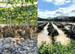 Hàng tấn nho, thanh long ở Lâm Đồng chìm trong lũ: Bà con lo tiền đâu ăn Tết