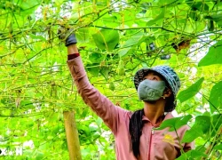 Khám phá mùa su nụ trên nóc nhà miền Tây ở tỉnh An Giang