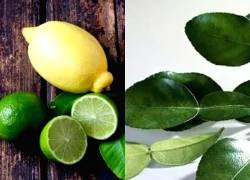 Lá chanh - vị thuốc quý trong mỗi gia đình