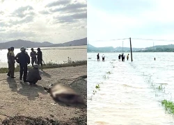 Mẹ lái xe máy chở con 6 tuổi rơi xuống nước, cả hai tử vong