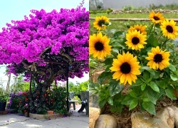 Người xưa dặn: 4 loại hoa chỉ nên để ngoài hiên mang vào phòng khách là "tán khí, thất lộc", tài vận xuống dốc lúc nào không hay