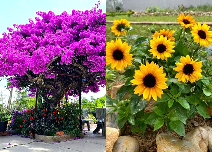 Người xưa dặn: 4 loại hoa chỉ nên để ngoài hiên mang vào phòng khách là "tán khí, thất lộc", tài vận xuống dốc lúc nào không hay