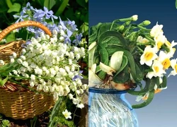 Những loài hoa có độc nhưng lại được nhiều người trồng làm cảnh