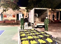 Quảng Ninh phát hiện vụ vận chuyển trái phép hơn 5.400 con vịt giống