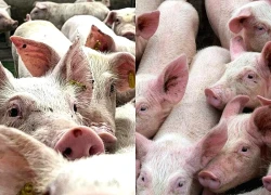 Tây Ban Nha nghi bùng phát dịch tả lợn do rò rỉ virus từ phòng thí nghiệm