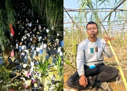 Trào lưu khách đi 'trộm mía', chủ vườn rượt đuổi tại Trung Quốc