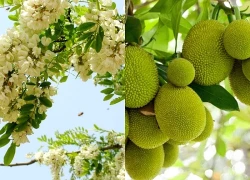 Trong sân mà có 3 cây này thì giữ cho kỹ, chặt đi là mất lộc ngay