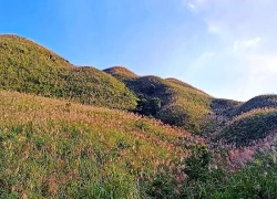 Về Quảng Ninh ngắm cỏ lau 'thức giấc' trên dải biên cương Bình Liêu