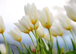 4 khung giờ sinh Âm lịch hoàng kim: Vận đỏ phủ kín, làm gì cũng thuận